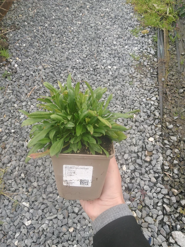 Kohokki Splendens - 10. 10. 2025