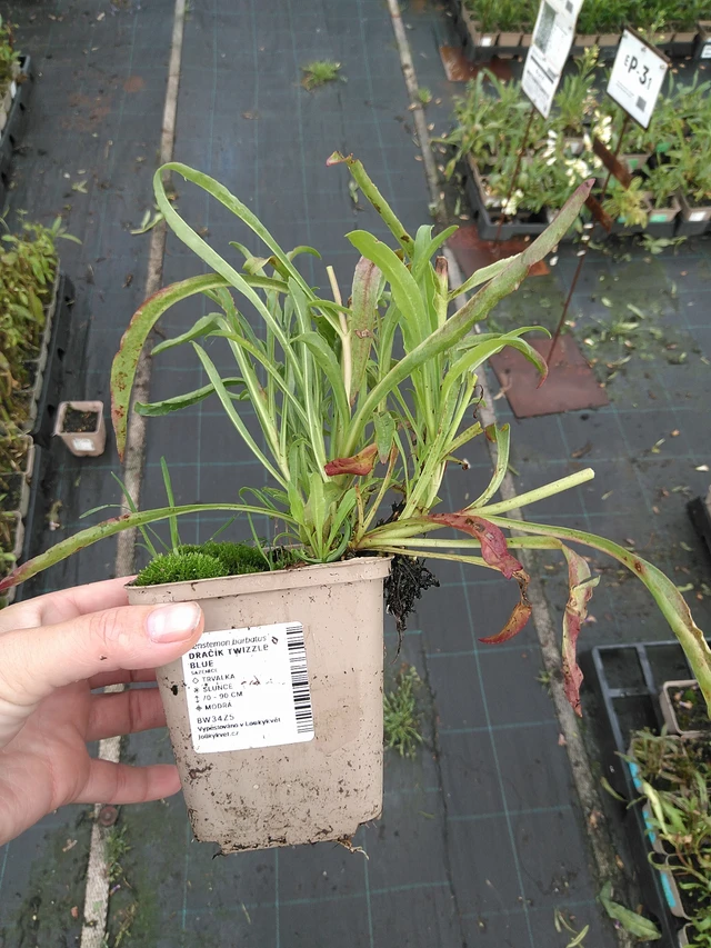 Partapipo Twizzle Blue - 11. 7. 2025