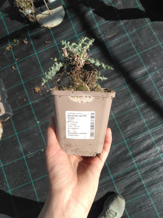 Pallo-ohdake Arctic Glow - 3. 4. 2025