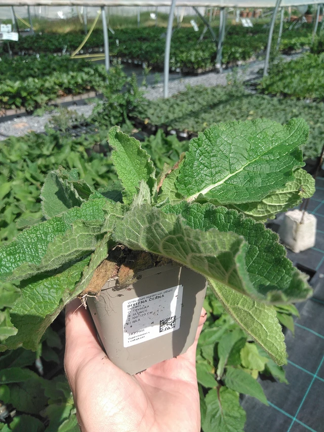 Verbascum nigrum - 24. 6. 2025