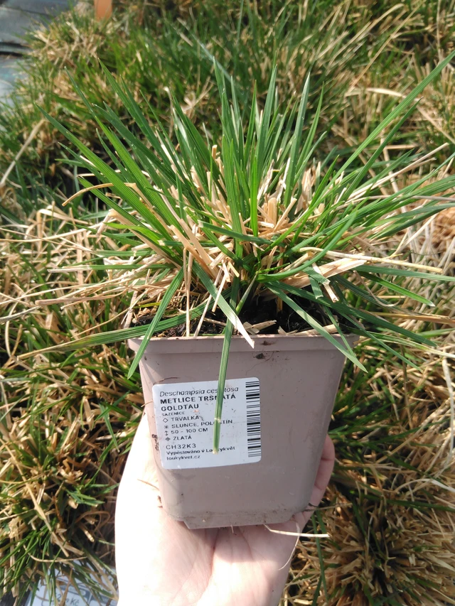 Deschampsia cespitosa Goldtau - 3. 4. 2025