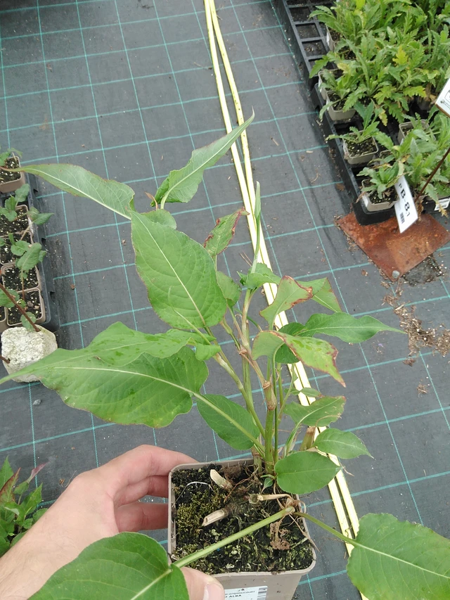 Konnantatar Alba - 22. 7. 2025