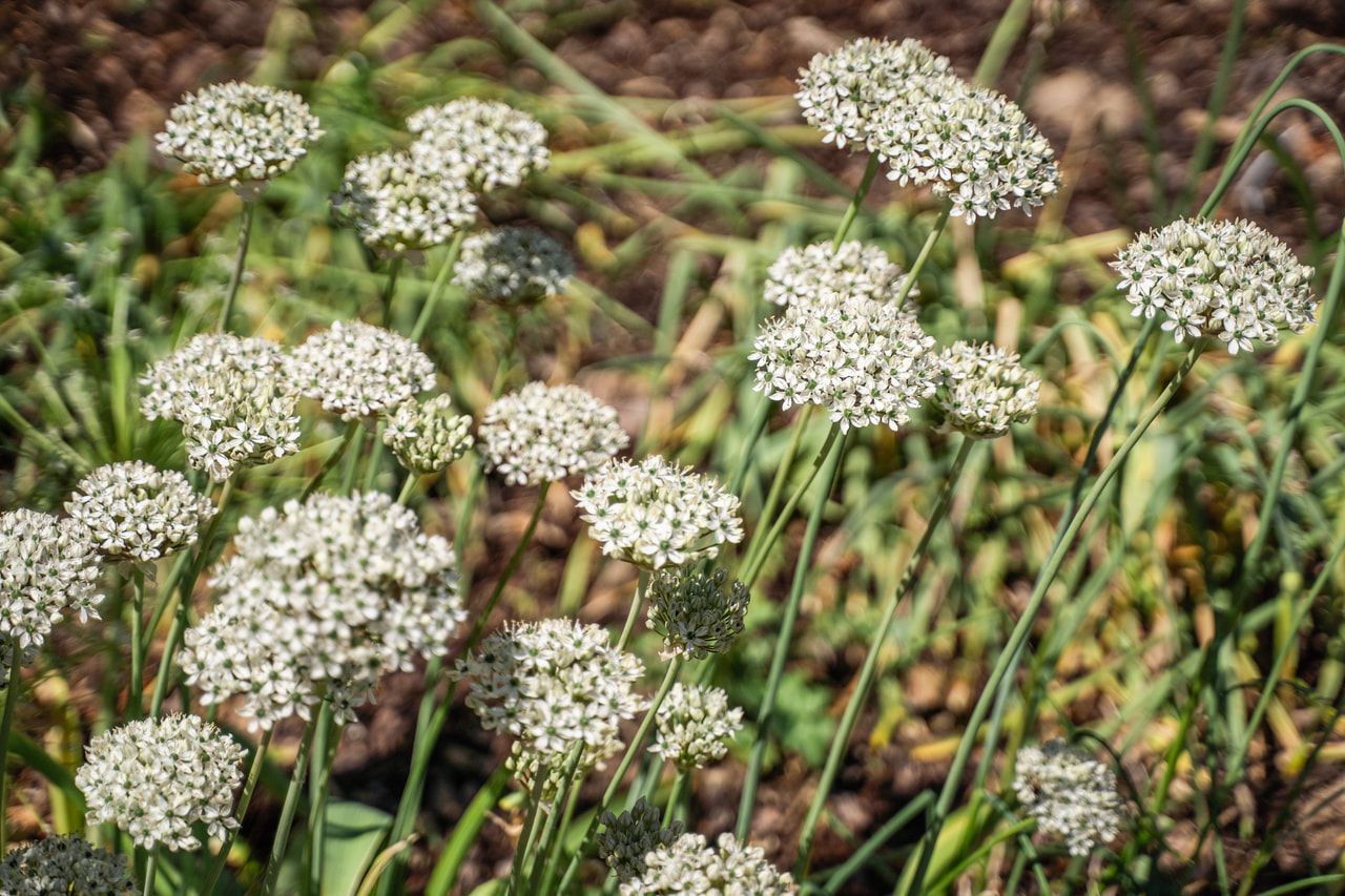 Allium nigrum, Loukykvět