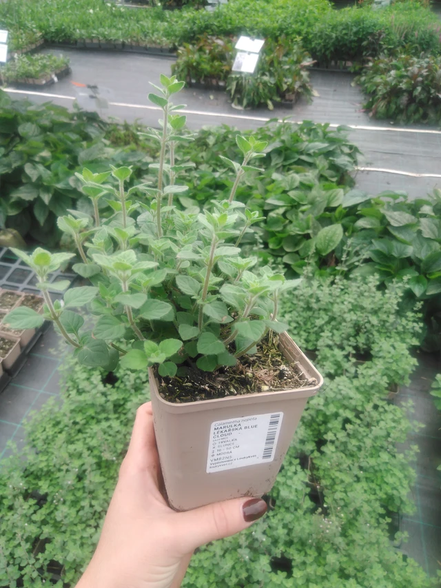 Käenminttu Blue Cloud - 2024