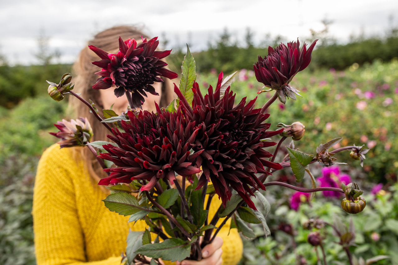 Daalia Black Jack, Loukykvět