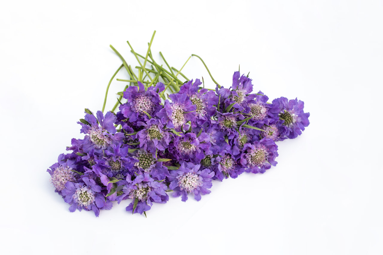 Kaukasiantörmäkukka Fama Deep Blue, Loukykvět