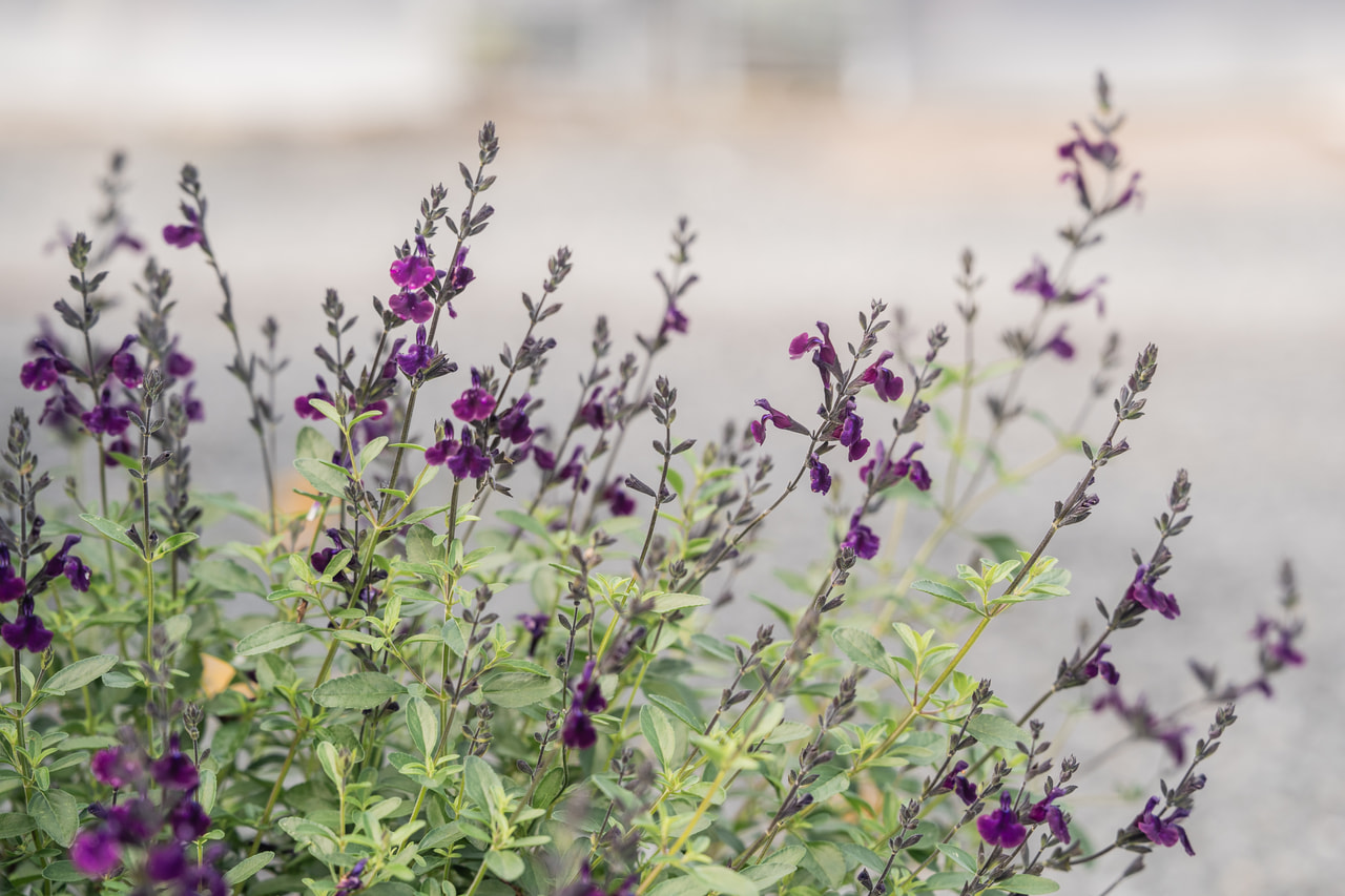 Salvia Nachtvlinder, Loukykvět