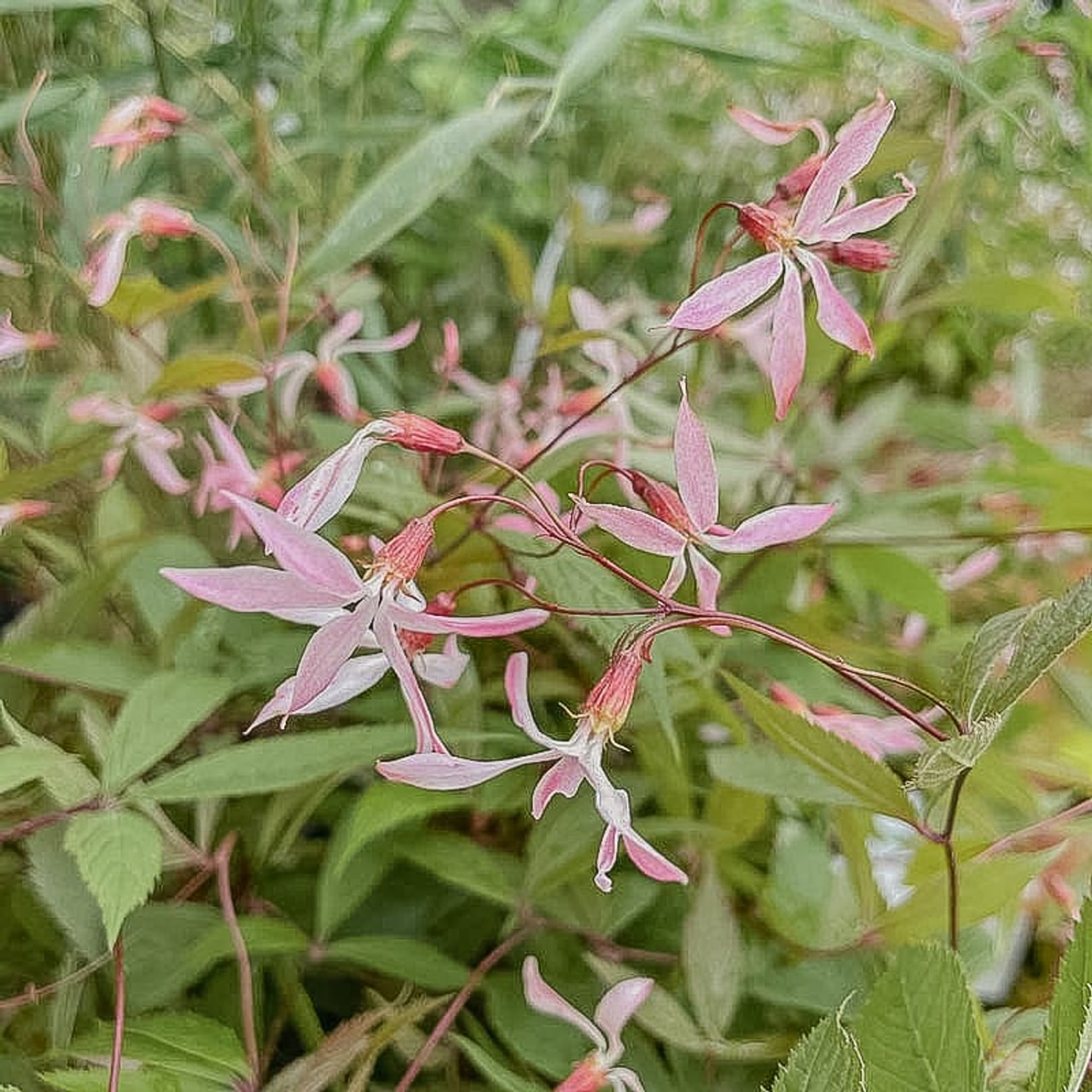 Trubučka Pink Profusion, Loukykvět