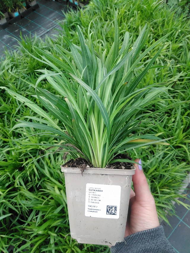 Punatähkä - 9. 6. 2025