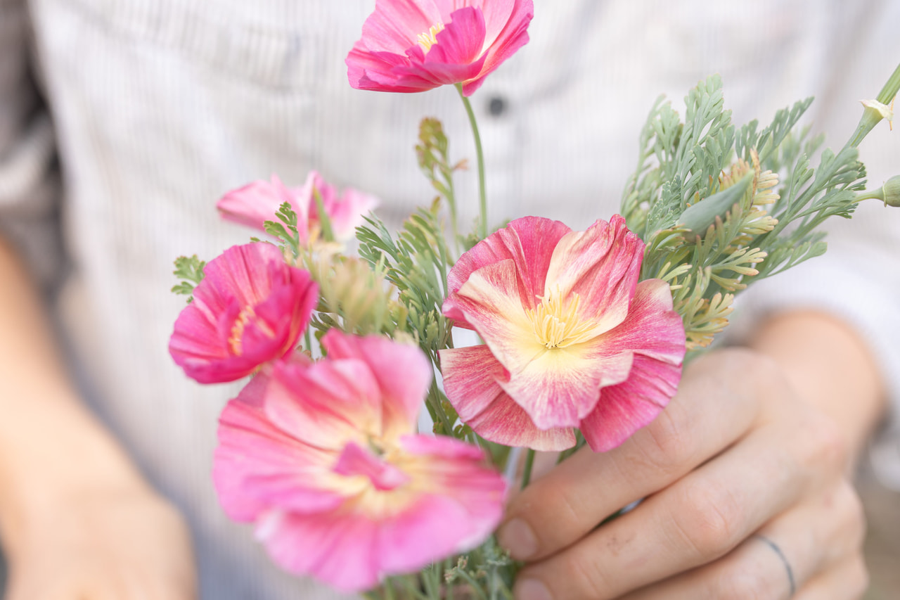 California Poppy Rose Chiffon, Loukykvět