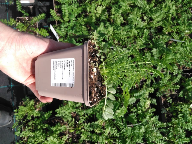 Sinilatva White Pearl - 2024