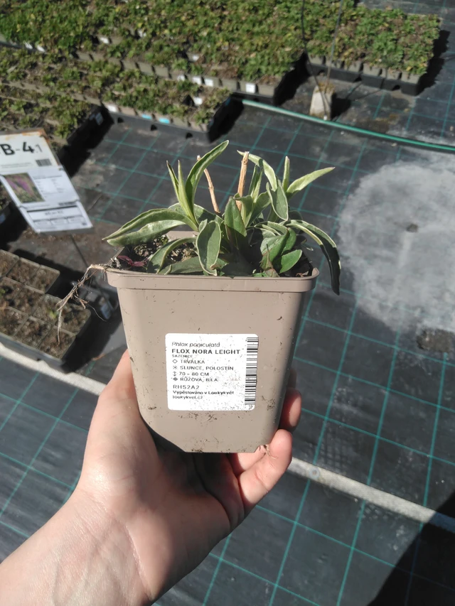 Syysleimu Nora Leight - 3. 4. 2025