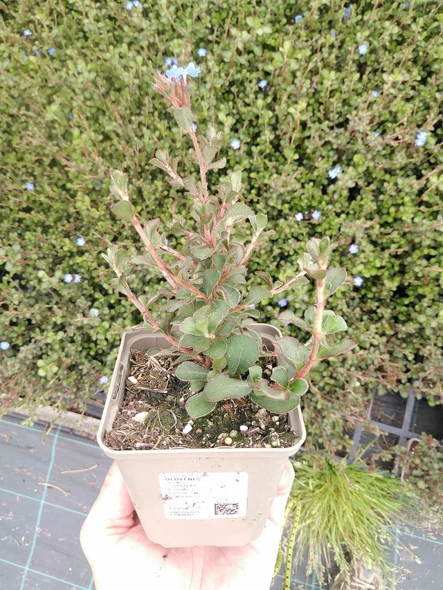 Lyijykukka - 21. 7. 2025