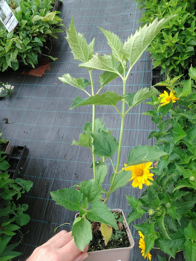 Punalatva Snowball - 28. 7. 2025