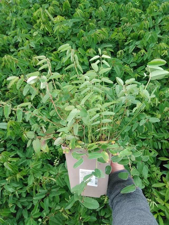 Luppio Pieters - 9. 6. 2025