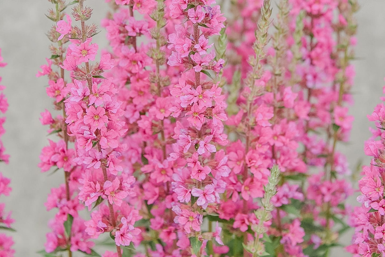 Rantakukka Pink Blush, Loukykvět