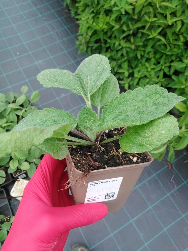 Salvia sclarea - 29. 7. 2025