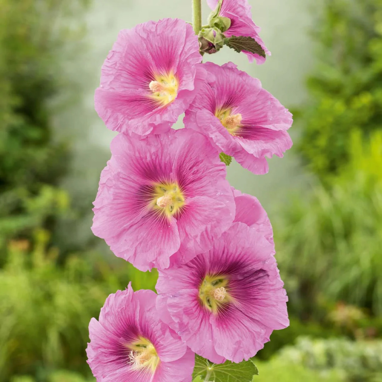 Salkoruusu Spotlight Radiant Rose, Loukykvět