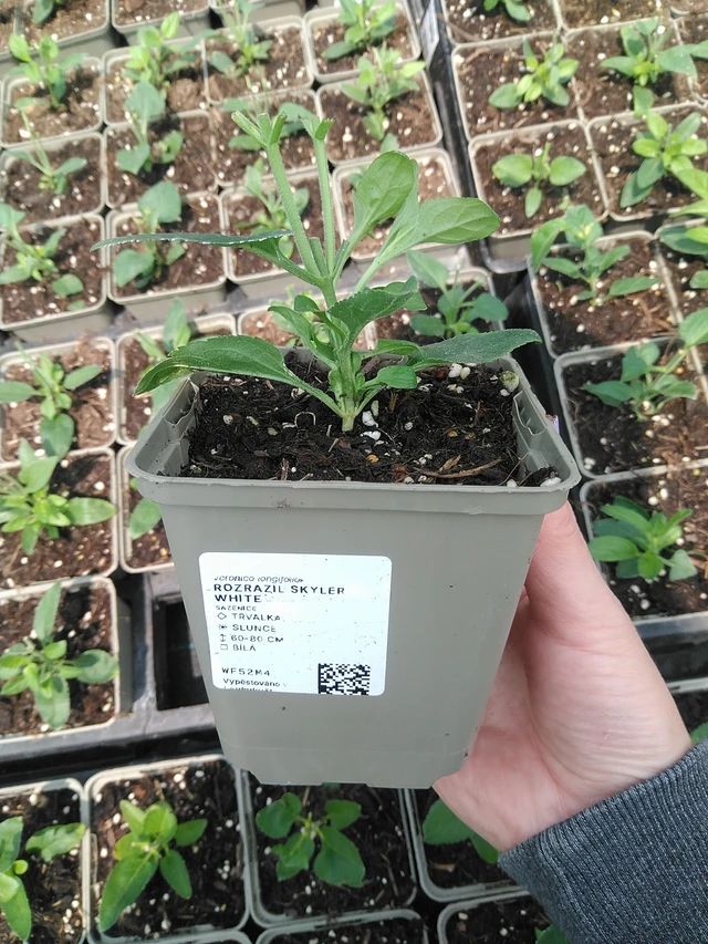 Tädyke Skyler White - 9. 6. 2025