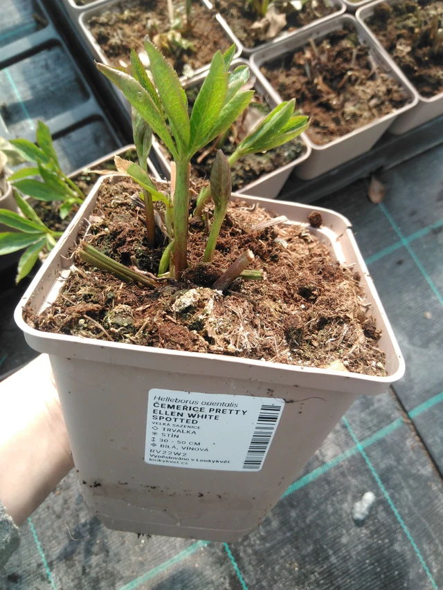 Jouluruusu Pretty Ellen White Spotted - 3. 4. 2025