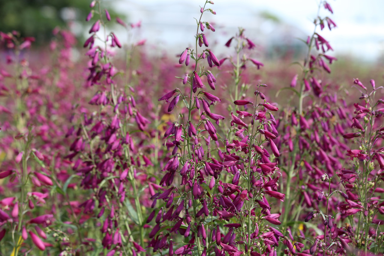 Partapipo Twizzle Purple, Loukykvět