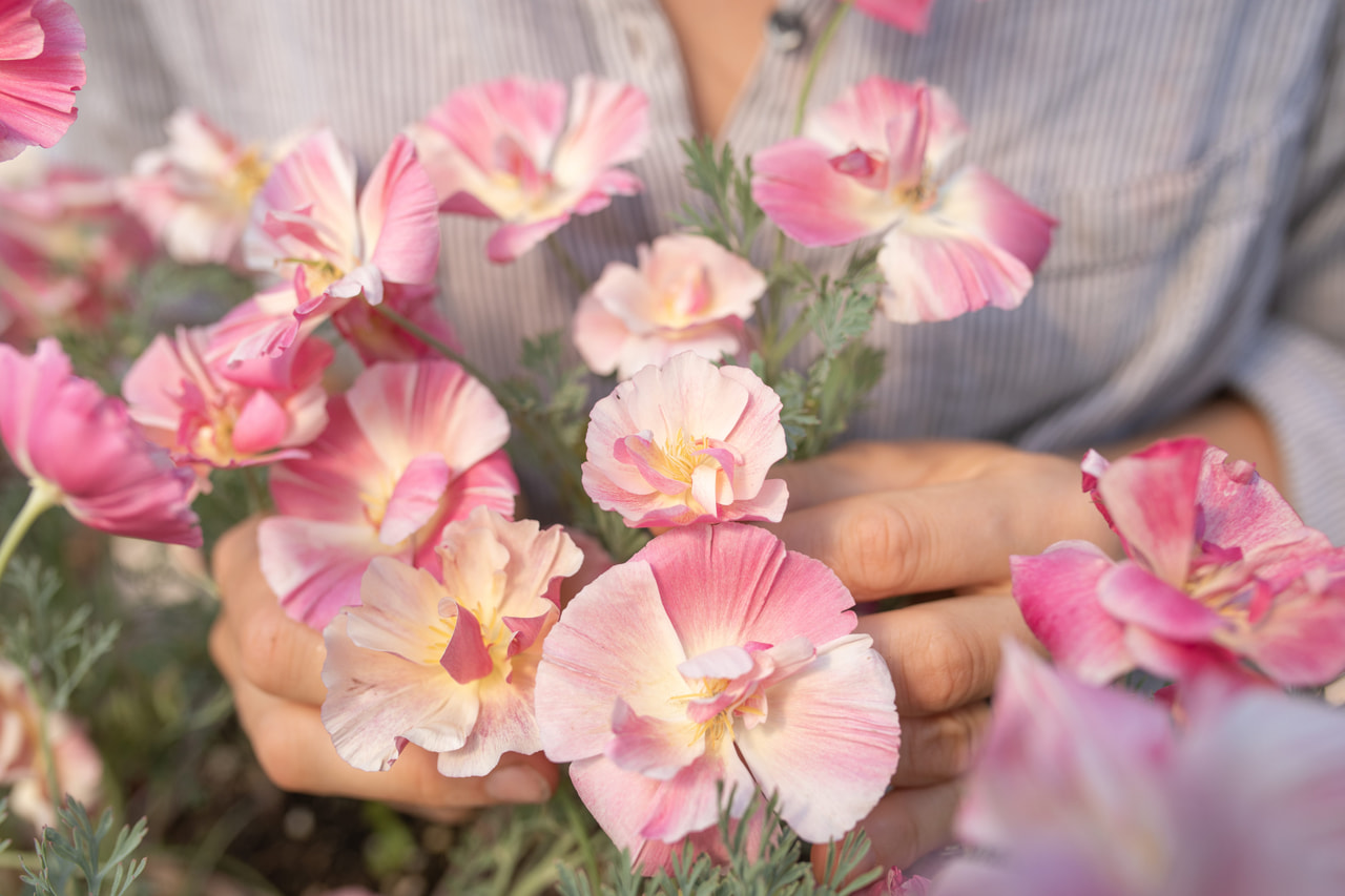 California Poppy Appleblossom Chiffon, Loukykvět
