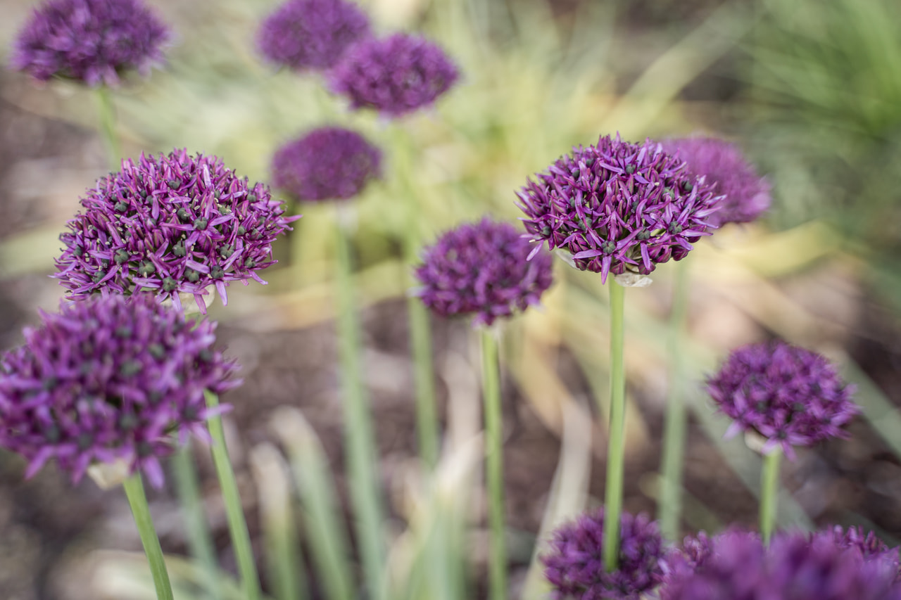 Allium Mercurius, Loukykvět