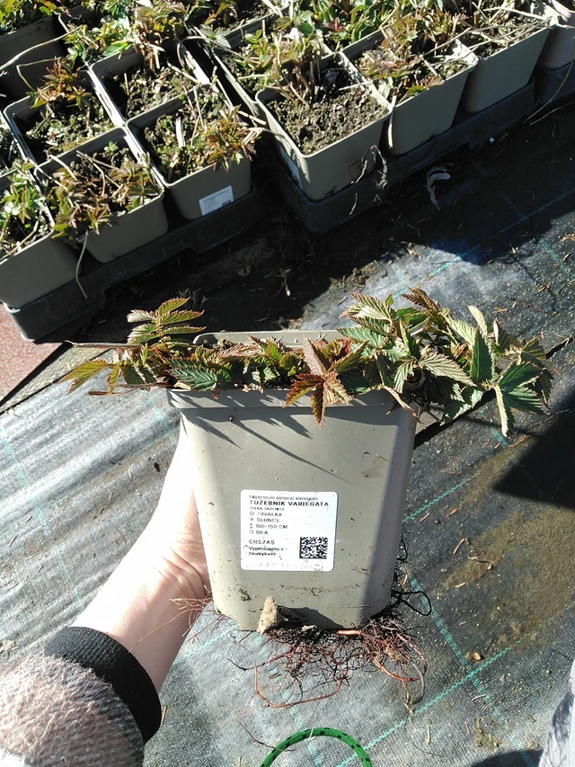 Filipendula Variegata - 7. 4. 2026