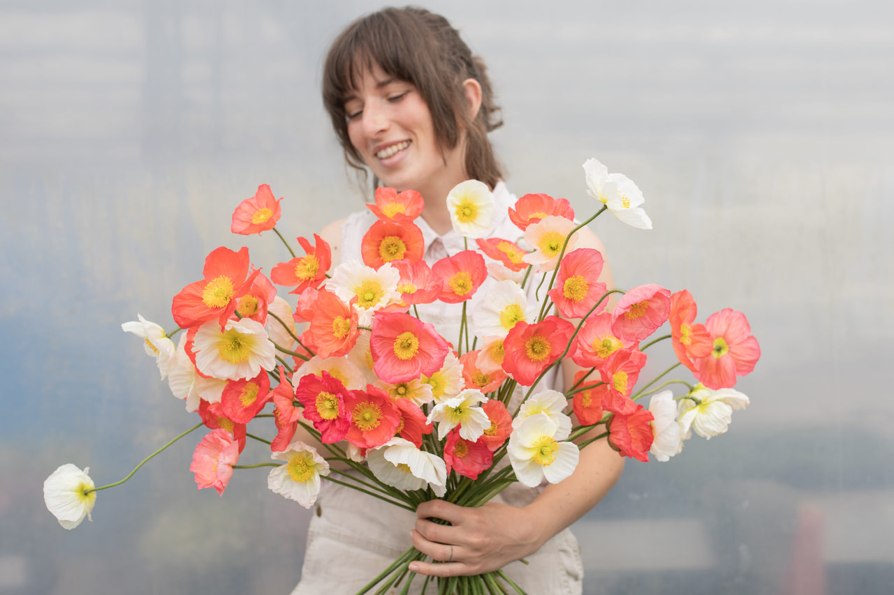 Amapola Champagne Bubbles Delicate Mix, Loukykvět