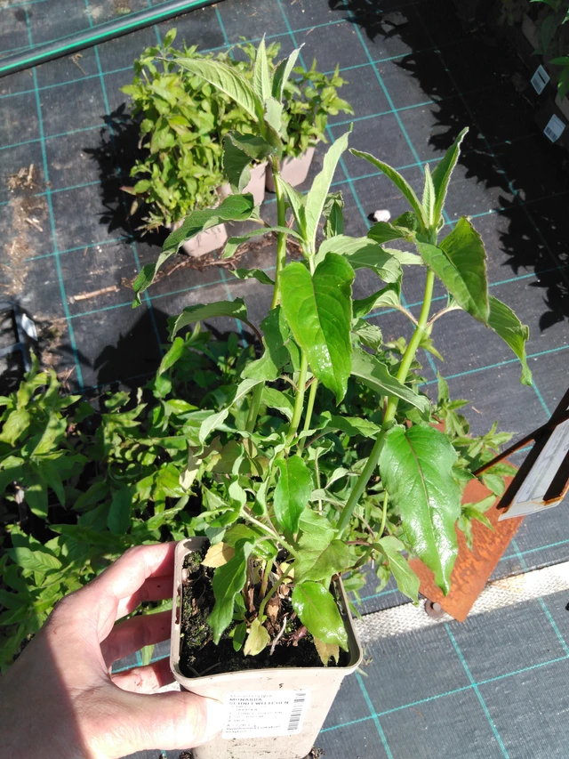 Väriminttu Schneewittchen - 13. 5. 2025