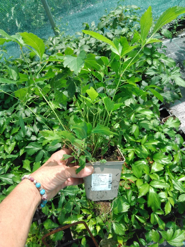 Jaloangervo Europa - 2024