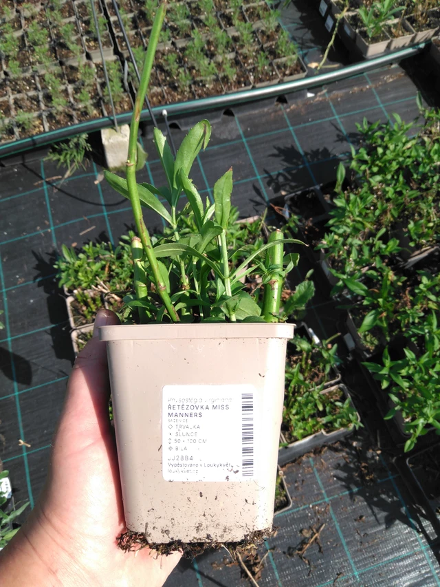 Kellopeippi Miss Manners - 2024