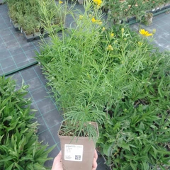 Seedling