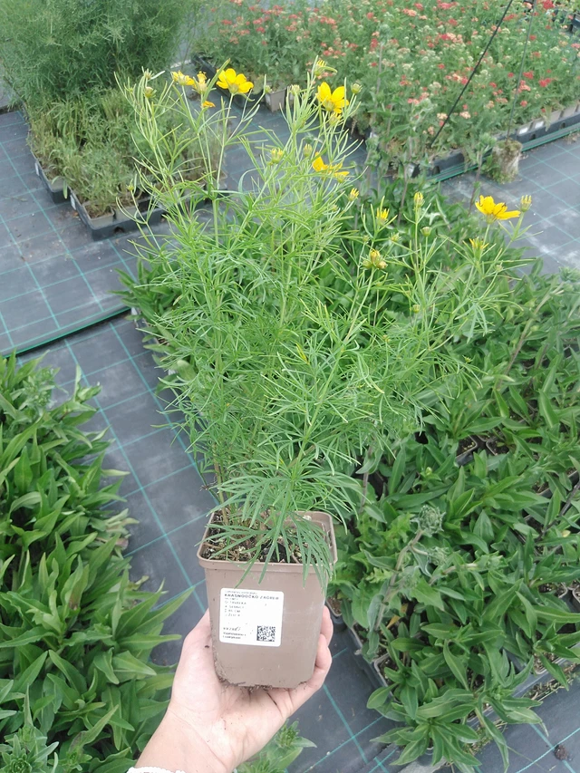 Coreopsis Zagreb - 21. 7. 2026