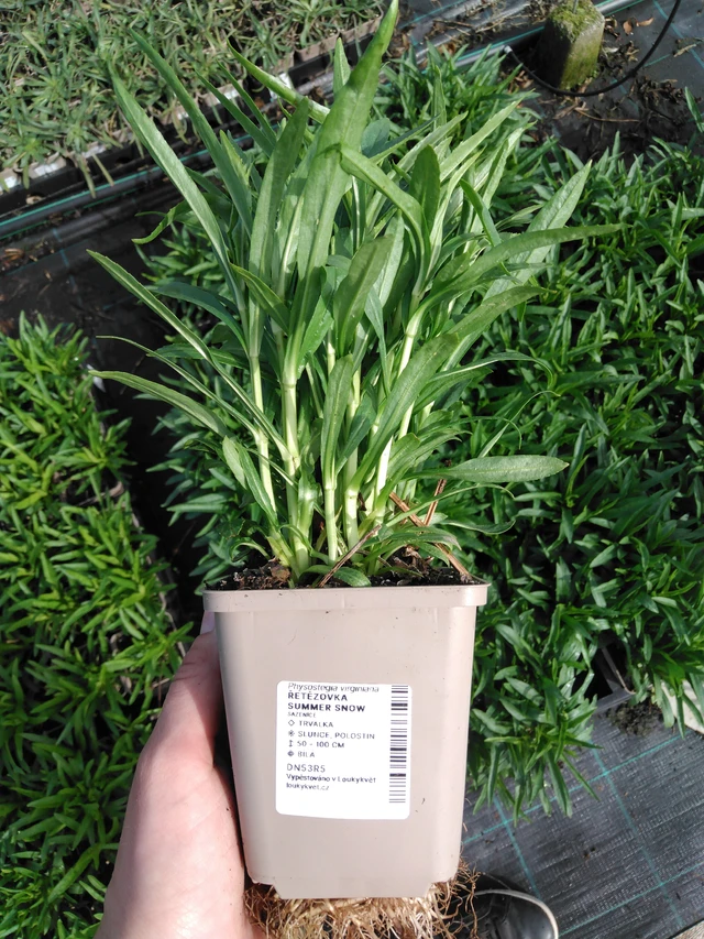 Kellopeippi Summer Snow - 2024