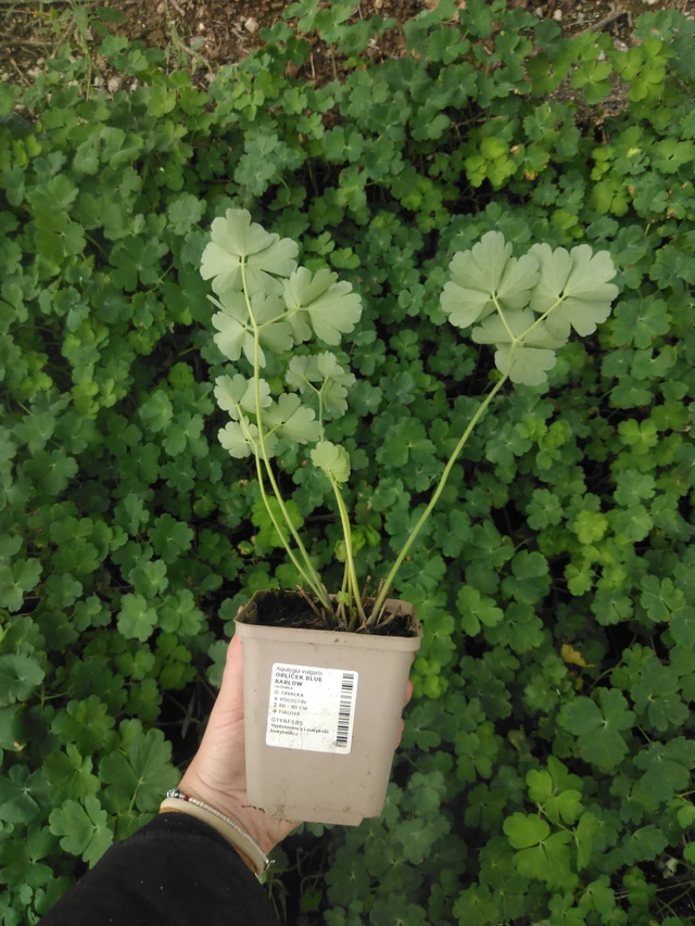 Lehtoakileija Blue Barlow - 2024