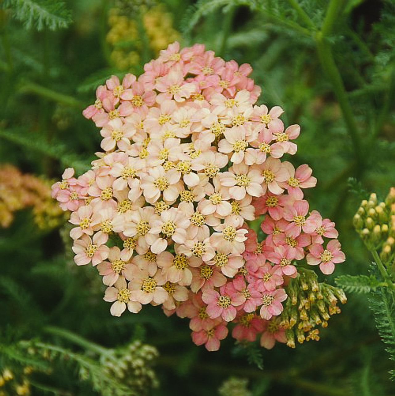 Siankärsämö Lachsschönheit, Loukykvět