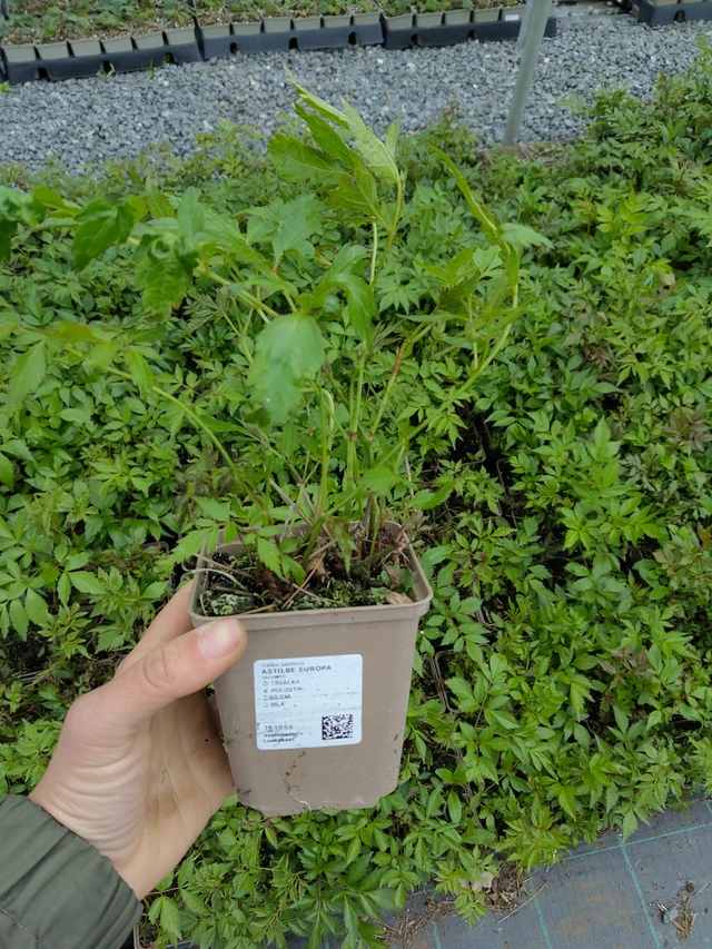 Astilbe Europa - 13. 5. 2026