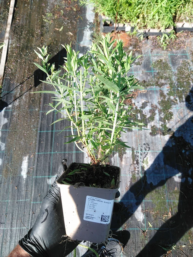 Rantakukka Rose Queen - 19. 8. 2025