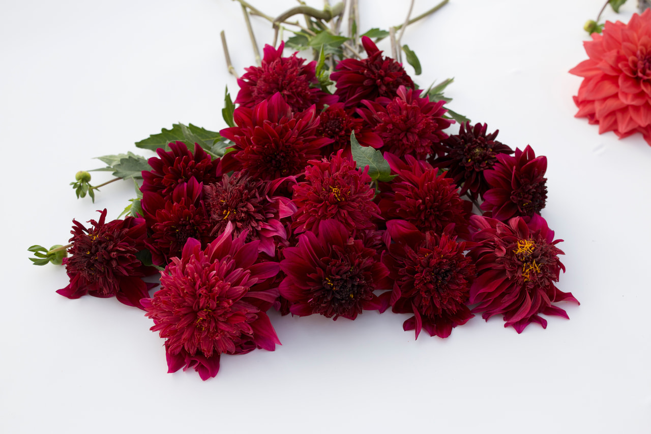 Dahlia Soulman, Loukykvět