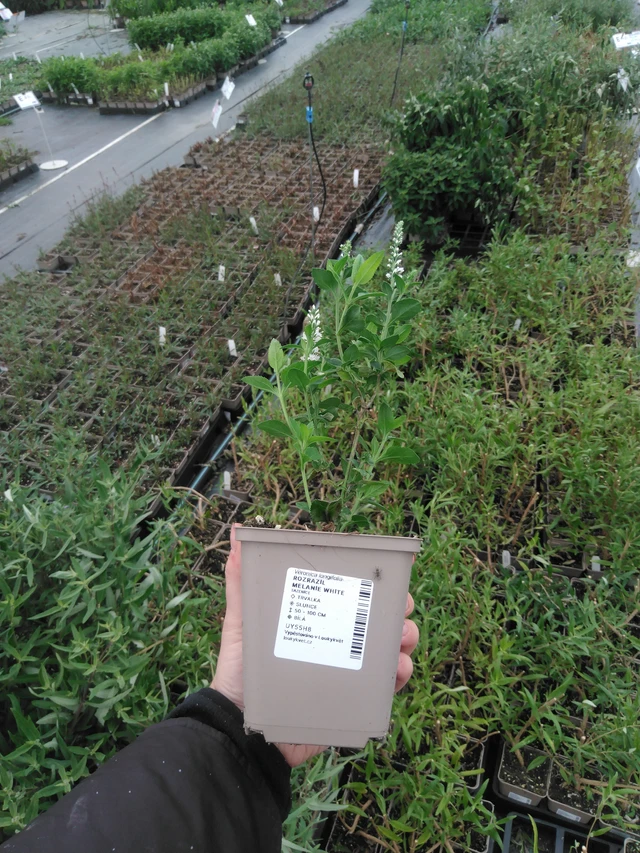 Tädyke Melanie White - 2024