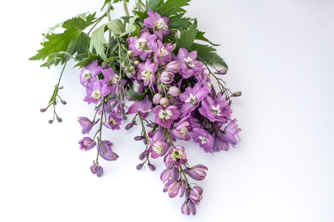 Delphinium Magic Fountains Lilac Pink (White Bee), Loukykvět