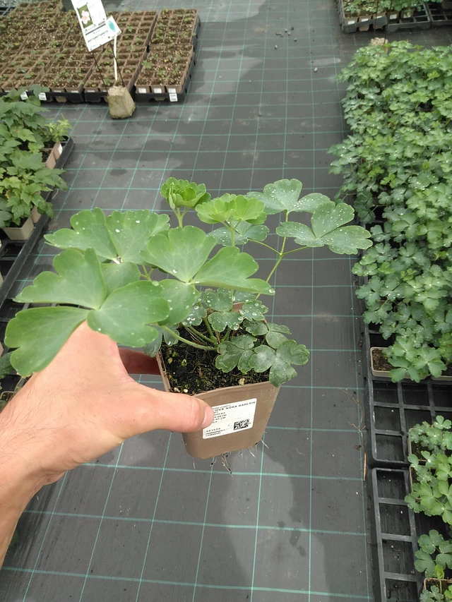 Lehtoakileija Nora Barlow - 21. 7. 2025