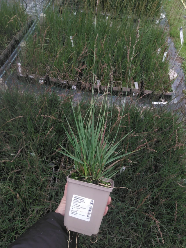 Molinia Edith Dudszus - 2024