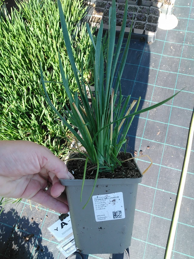 Allium Millennium - 19. 8. 2025