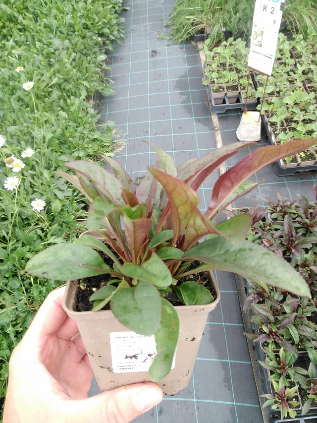 Pipo Husker Red - 21. 7. 2025