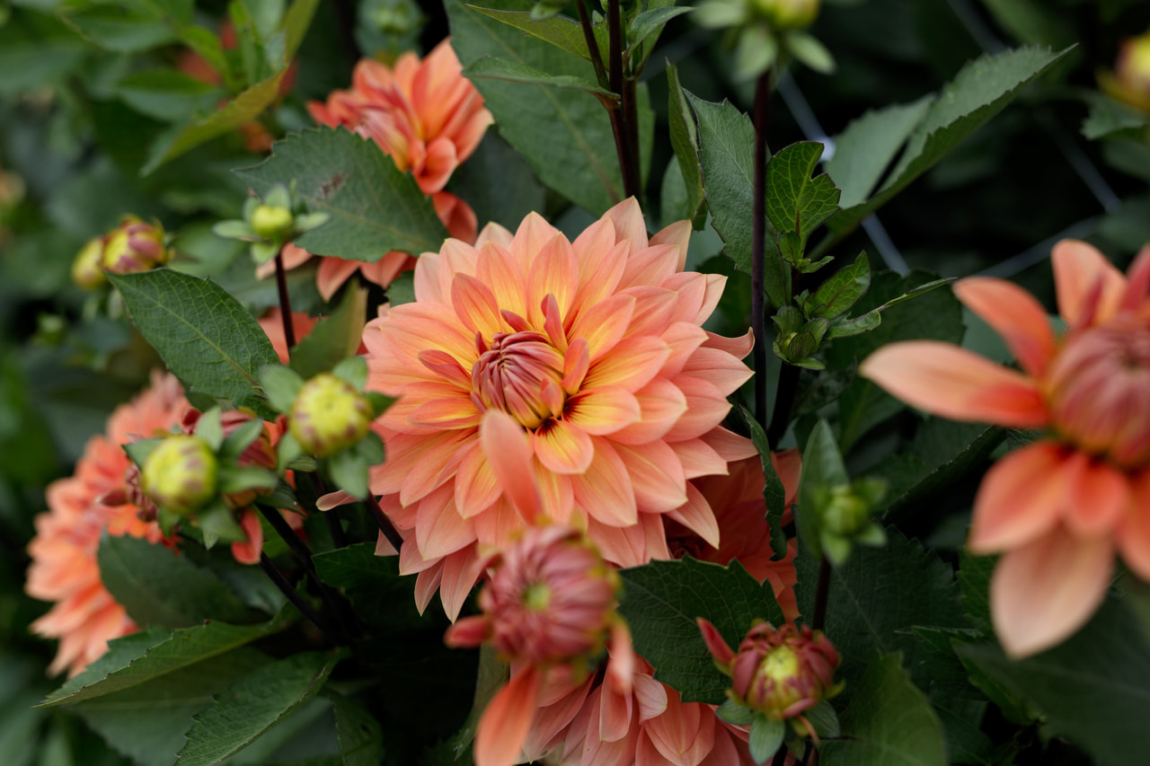 Daalia Nicholas, Loukykvět