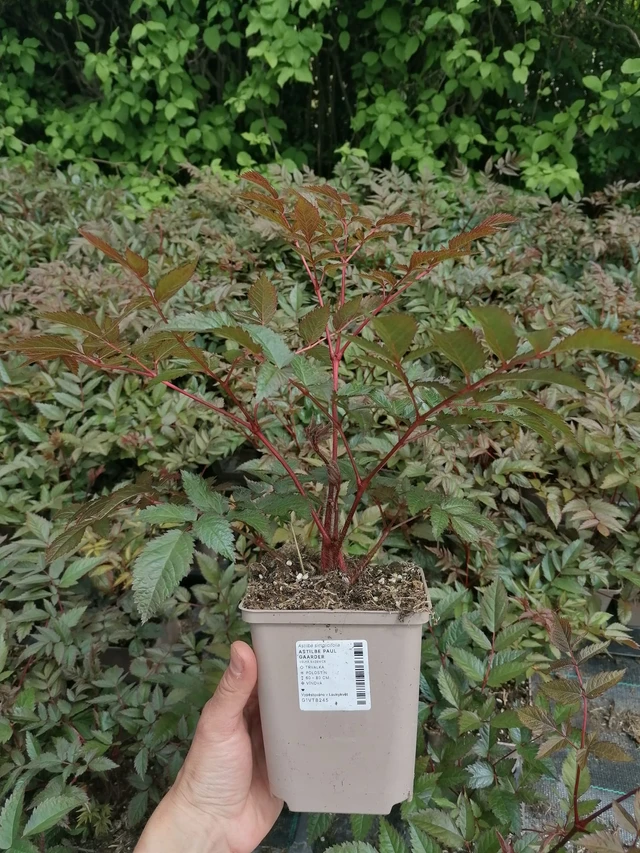 Jaloangervo Paul Gaarder - 2024