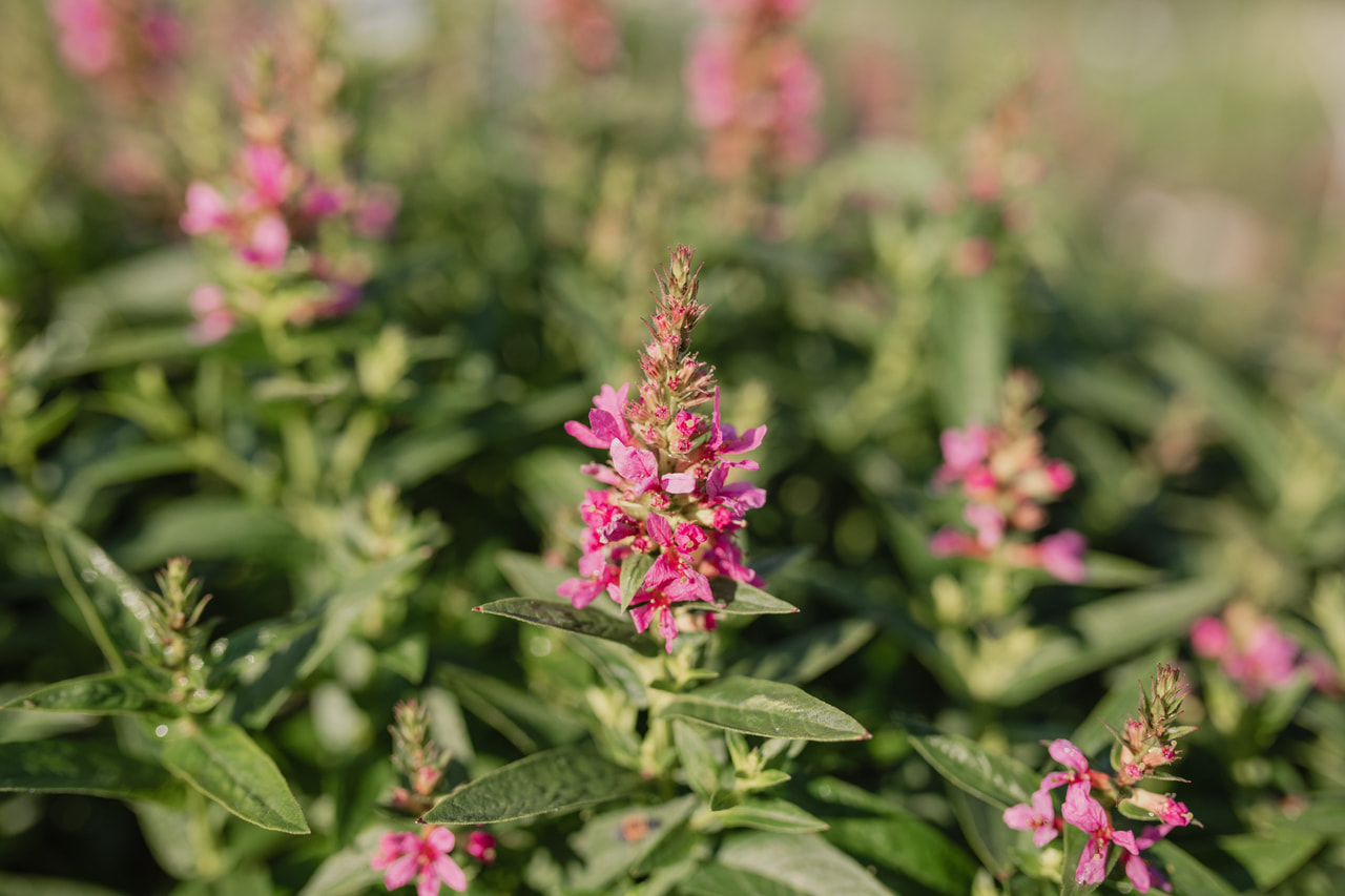 Rantakukka Robert, Loukykvět