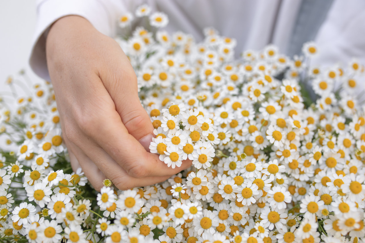 Reunuspietaryrtti Cameron, Loukykvět